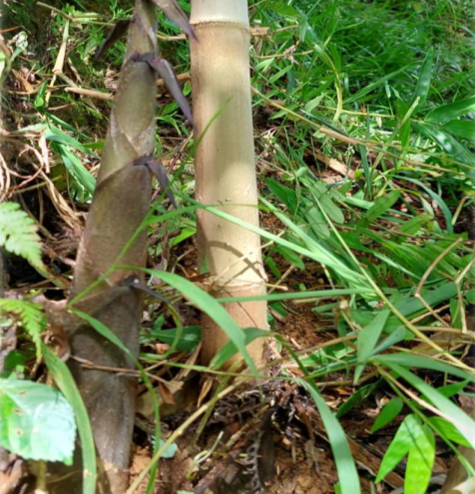 Bamboo Planting