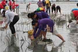 Mangrove Planting