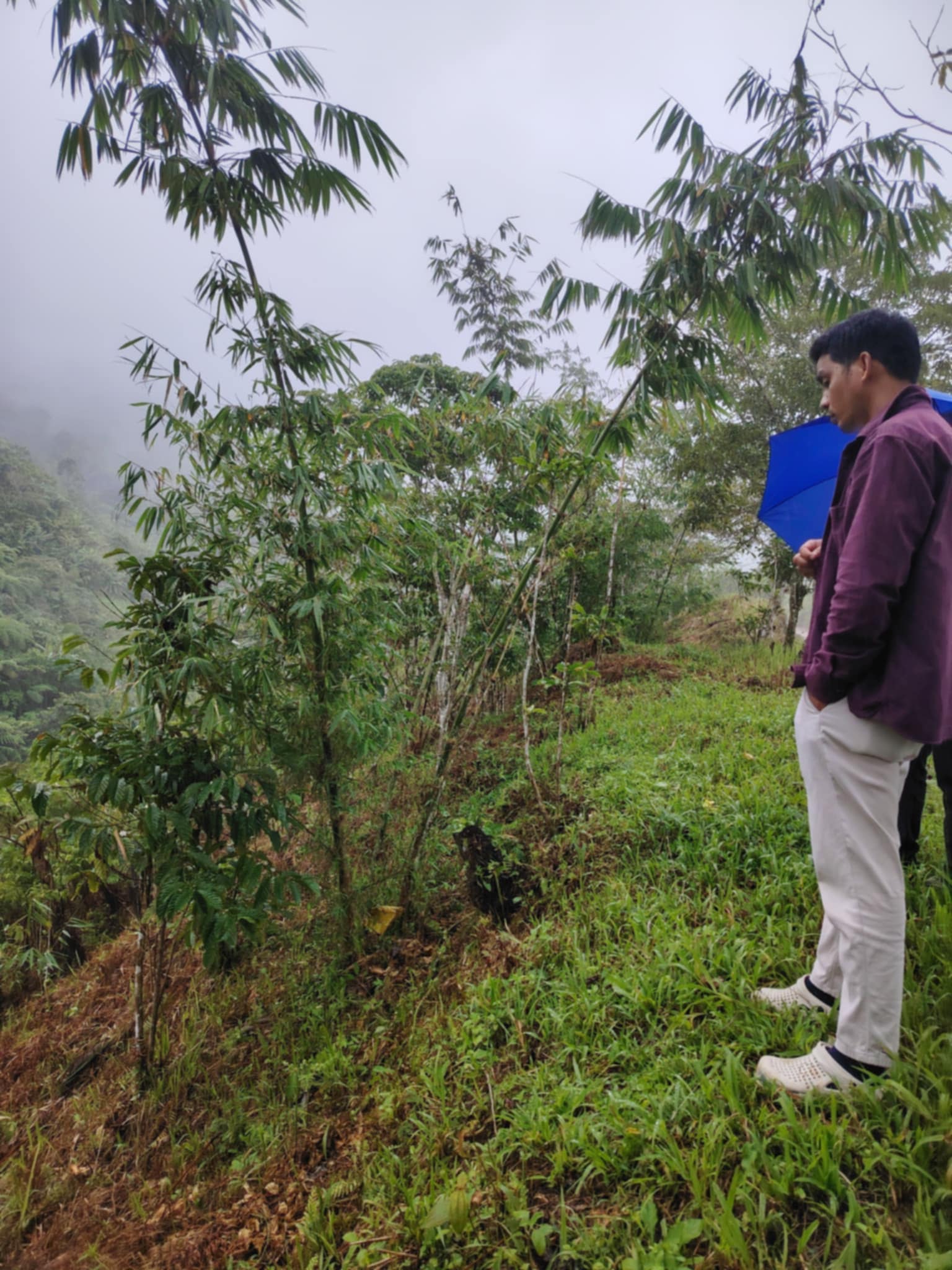 Bamboo Plantation 2025 Photo 2