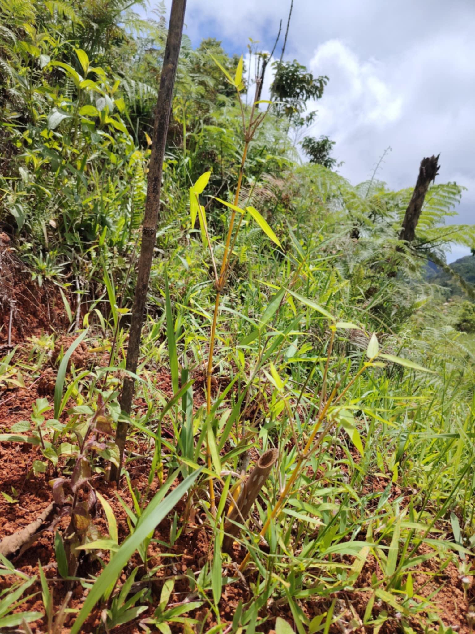 Bamboo Plantation 2025 Photo 1